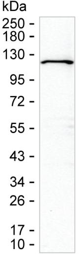 WDR59